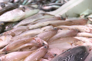 poisson cru frais au marché