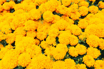Marigold flower background