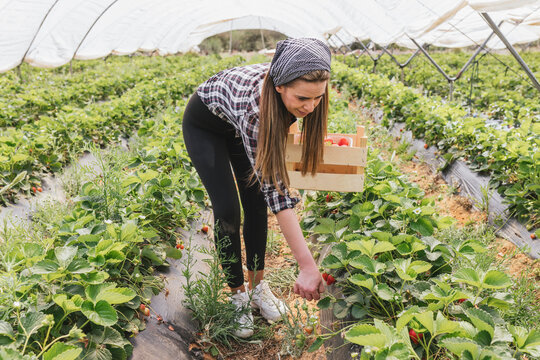 Female farmer harvesting strawberries at greenhouse