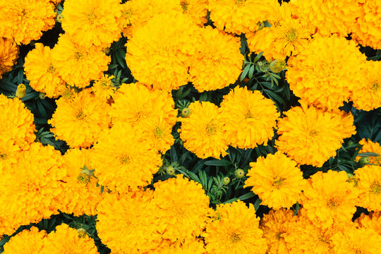 Marigold flowers in bloom