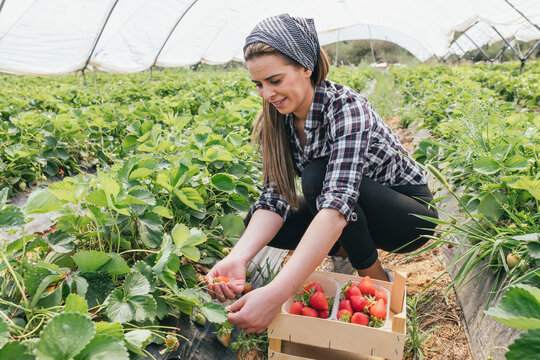 Smiling farmer harvesting strawberries in organic farm - Powered by Adobe