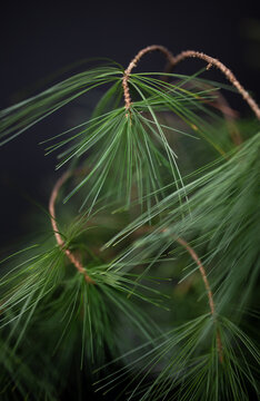 Himalayan Pine