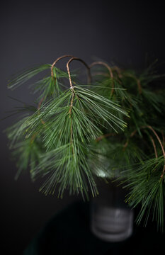 Himalayan Pine Branches (Pinus Wallichiana,Bhutan Pine)