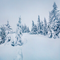 Gloomy morning scene of mountain forest. Wonderful winter view of Carpathian mountains, Ukraine, Europe. Beauty of nature concept background.
