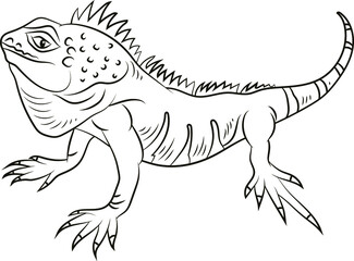 
Animals, black and white image of iguana. Coloring for children.