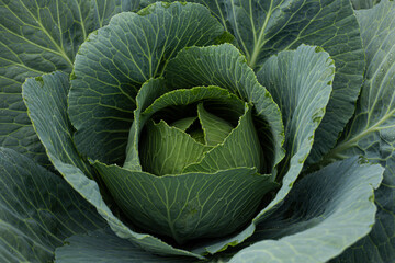 Cabbage kachan is in full bloom. Garden