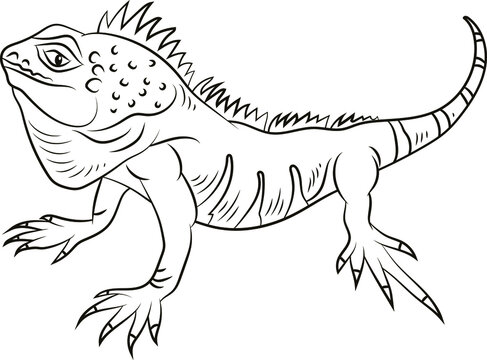 
Animals, black and white image of iguana. Coloring for children.