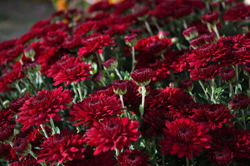 Dark red chrysanthemums, autumn flowers. Floral background,blossom pattern. Flowering, nature wallpaper