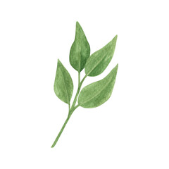 Hand drawn boho green leaf. Watercolor illustration leaves for wedding decoration and arrangements.