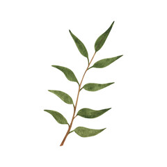 Hand drawn boho green leaf. Watercolor illustration leaves for wedding decoration and arrangements.