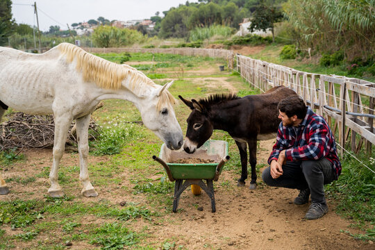 Man taking care horses at farm