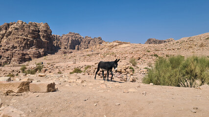 Donkey in the desert in Petra, Jordan, Lost City, Seven Wonders of the World