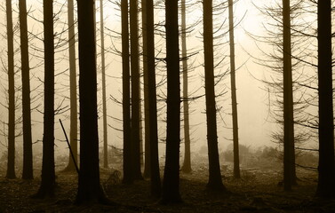 spruce forest,fichtenwald