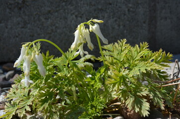 White blooming fringed bleeding-heart, scientific name Dicentra eximia f. alba