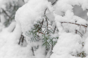 Winter tree branches in snow - obrazy, fototapety, plakaty