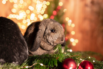 Niedliches Kaninchen mit weihnachtlichem Tannenzweig