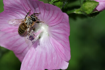 Nahaufnahme einer kleinen Honigbiene beim Pollen sammeln auf einer wilden Malve