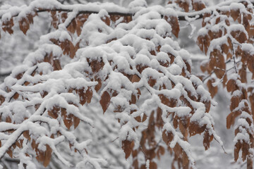 Winter tree branches in snow