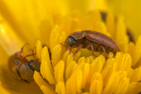 Fruitworm beetle on buttercup
