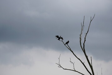 Kormoran Vogel der auf einem abgestorbenen Baum sitzt und sich die Flügel trocknet