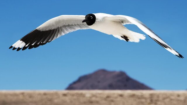 Bird flying above the Atacama desert in Bolivia