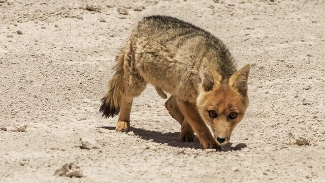 Fox in the Atacama desert Bolivia