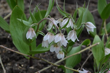 Spring blooming bulb, scientific name Fritillaria bucharica