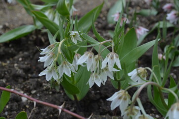 Spring blooming bulb, scientific name Fritillaria bucharica