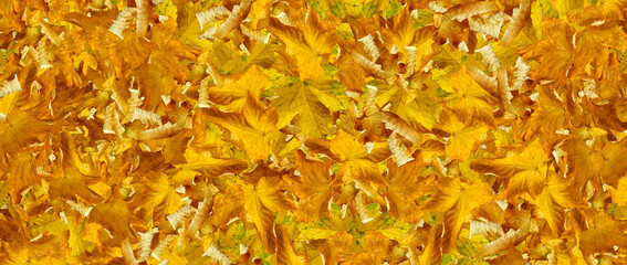 tło z jesiennych żółtych liści