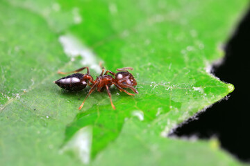 Ants in the wild, North China