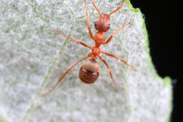 Ants in the wild, North China