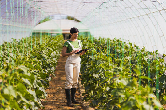 Female farmer using digital tablet while standing amidst crops in greenhouse