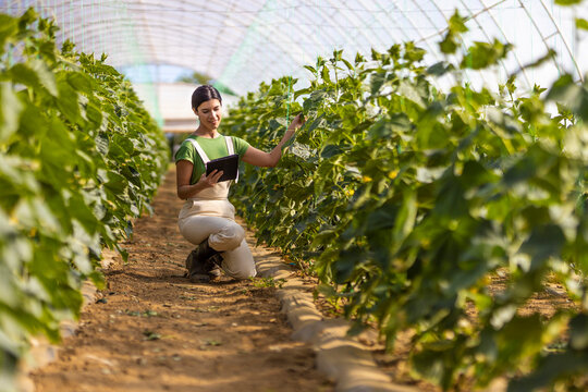 Female farmer looking at digital tablet while kneeling near crops at greenhouse