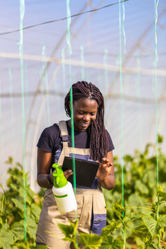 Female Farmer With Braided Hair Using Digital Tablet At Greenhouse