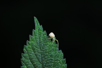 Spiders in the wild, North China