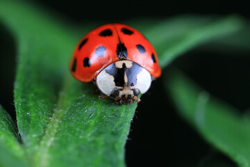 Ladybugs on wild plants, North China
