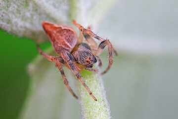 Spiders in the wild, North China