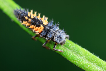 Ladybugs on wild plants, North China