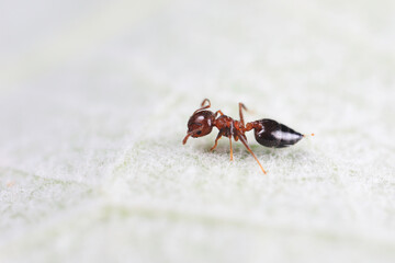 Ants in the wild, North China