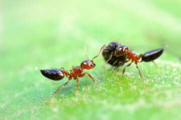 Ants in the wild, North China