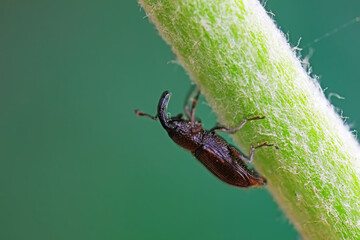 Weevil on wild plants, North China