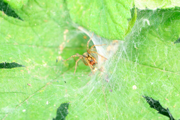 Spiders in the wild, North China