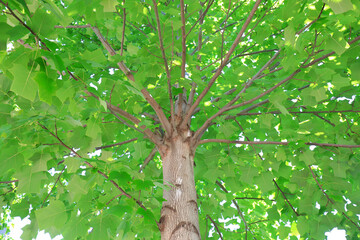 The trunk of Liriodendron is in the botanical garden, North China