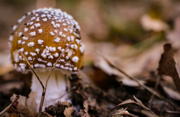 Fliegenpilz mit Laub