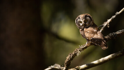 Alert boreal owl, aegolius funereus, sitting on a branch in spring forest with copy space. Attentive wild bird of prey resting on a tree with dark blurred background. Animal standing still on twig.