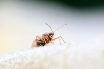 Hemiptera bugs in the wild, North China