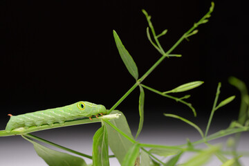 close-up photo of worm green caterpillar on a black and white background. Close-up of green tea moth or caterpillar