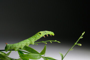 close-up photo of worm green caterpillar on a black and white background. Close-up of green tea moth or caterpillar