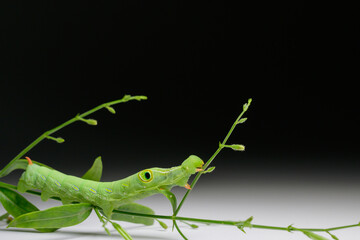 close-up photo of worm green caterpillar on a black and white background. Close-up of green tea moth or caterpillar