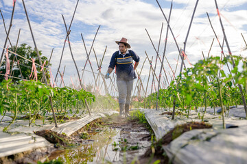 Asian farmers spraying herbicides Agriculture sprays pesticides on tomato seedlings to grow...